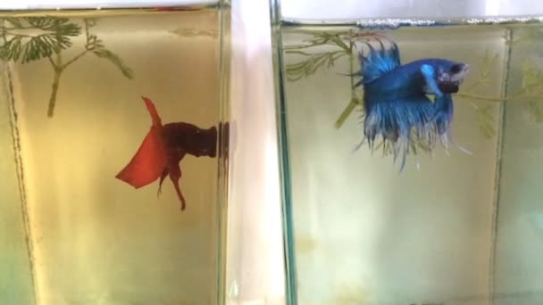 Betta peces luchando — Vídeo de stock