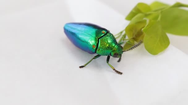 Jewel beetle bug — Stock Video