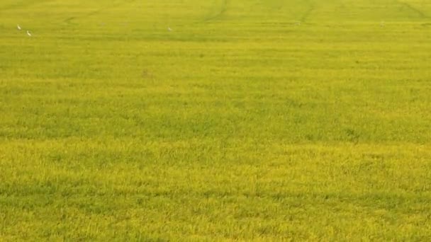 年轻水稻农场与风 — 图库视频影像