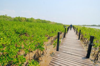 Tung Prong tanga 24 Mart 2016: 