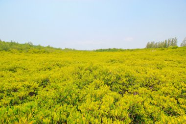 Tung Prong tanga 24 Mart 2016: 