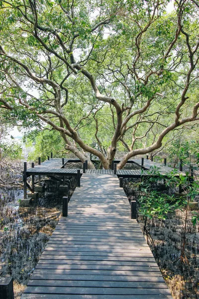 Tung Prong Thong 24 mars 2016: "Boardwalk Tung Prong Thong gyllene Mangrove fältet" Rayong Thailand — Stockfoto