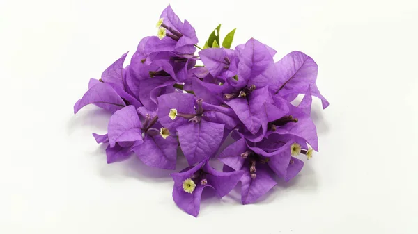 Paarse bloemen — Stockfoto
