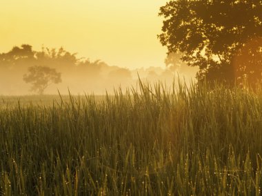Pirinç ve alanları gündoğumu