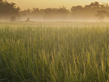 Pirinç ve alanları gündoğumu