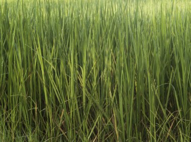 Pirinç ve alanları gündoğumu