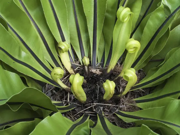 Plants — Stock Photo, Image