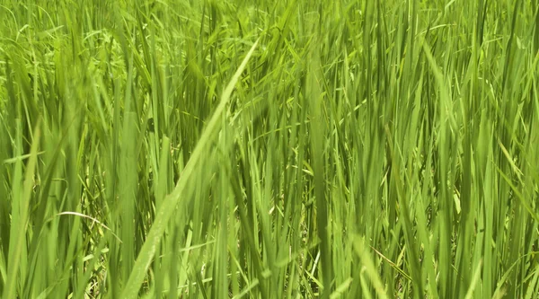 Arroz y campos — Foto de Stock