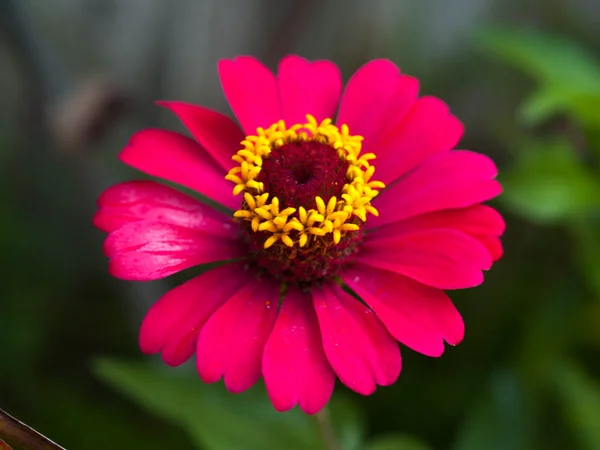 Flores rosa púrpura casa — Foto de Stock