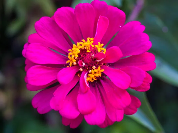 Blommor rosa lila huset — Stockfoto