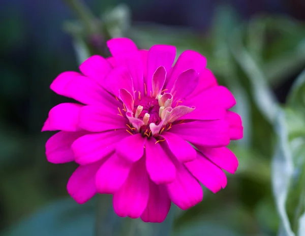 花ピンク紫の家 — ストック写真