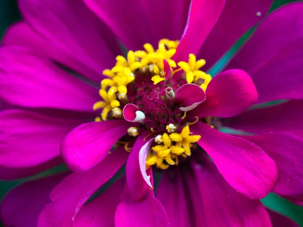 Blommor rosa lila huset — Stockfoto