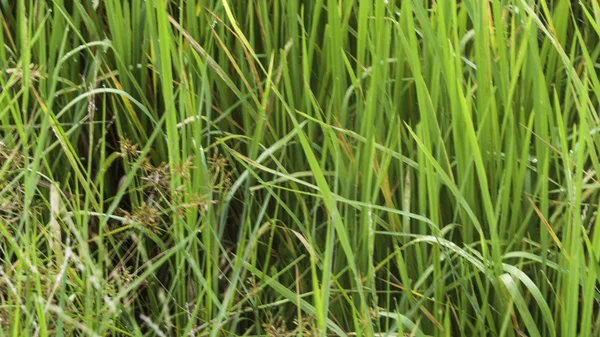 Flor de arroz e campos — Fotografia de Stock