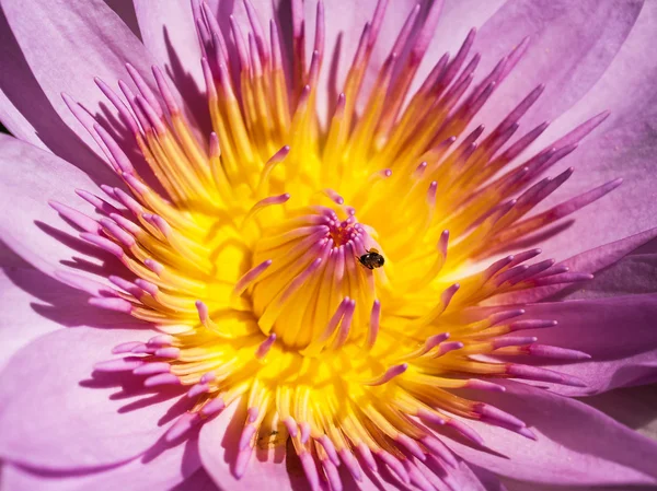 Lotus λουλούδια και κρήνη — Φωτογραφία Αρχείου