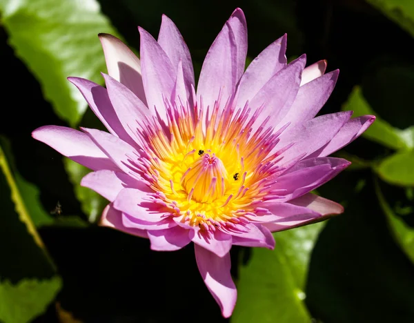 Flores Lotus e fonte — Fotografia de Stock