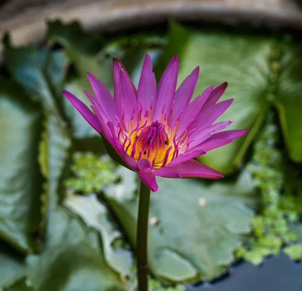 Blommor Lotus och fontän — Stockfoto