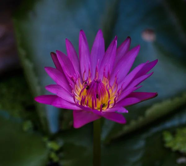 Blommor Lotus och fontän — Stockfoto