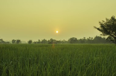 Pirinç ve alanları