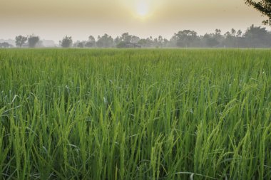 Pirinç ve alanları