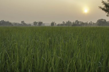 Pirinç ve alanları