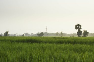 Pirinç ve alanları