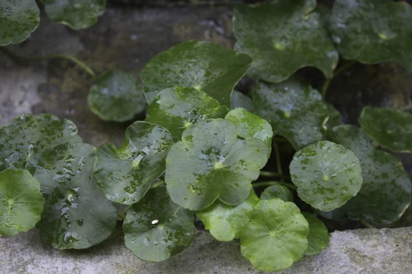 Feuilles et goutte — Photo