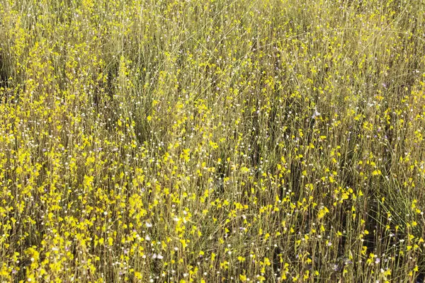 Vilda blommor — Stockfoto