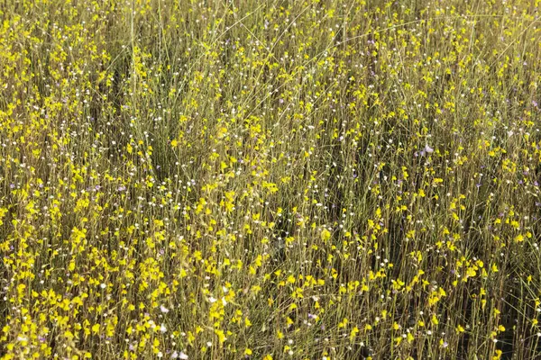 Vilda blommor — Stockfoto