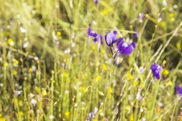 Vilda blommor — Stockfoto