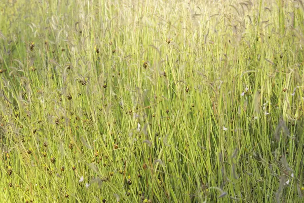 Vilda blommor — Stockfoto