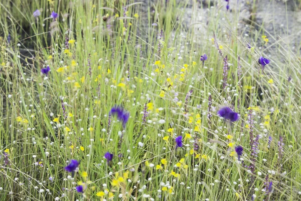 Vilda blommor — Stockfoto