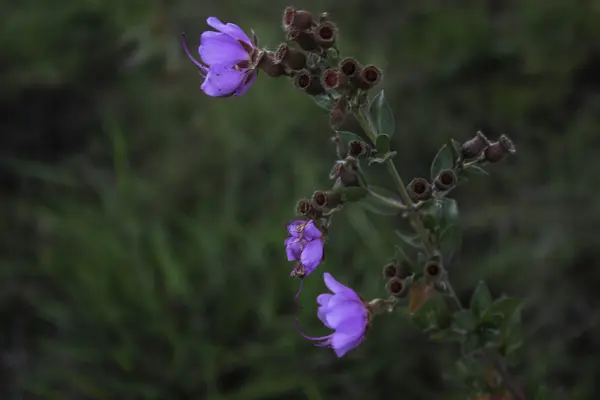 Wild Flowers — Stock Photo, Image