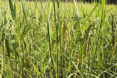 Mısır tarlası pirinç