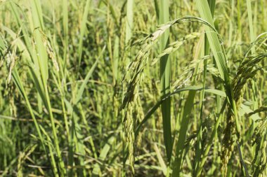 Mısır tarlası pirinç