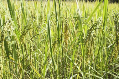 Mısır tarlası pirinç