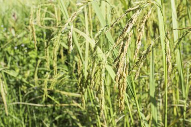 Mısır tarlası pirinç