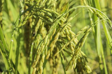 Mısır tarlası pirinç