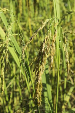 Mısır tarlası pirinç