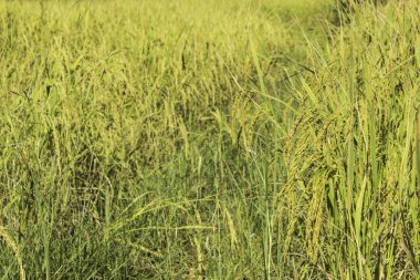 Mısır tarlası pirinç