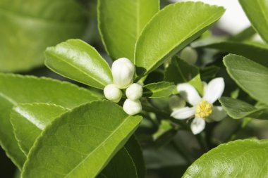limon çiçeği