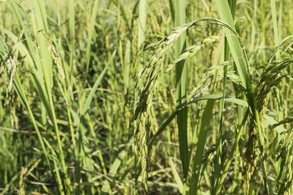 Kukuřičném rýže — Stock fotografie