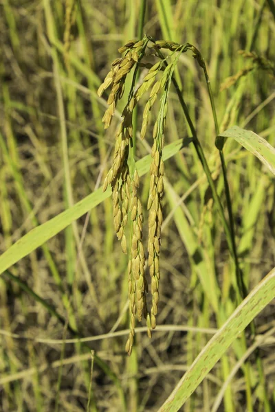 Kukuřičném rýže — Stock fotografie