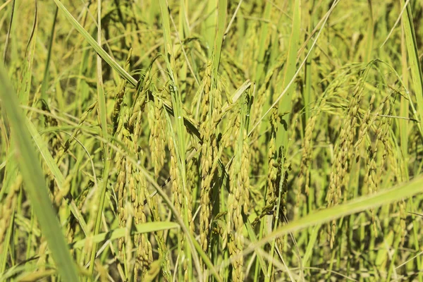 Arroz de milho — Fotografia de Stock