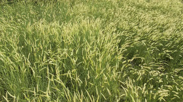 Pradera con viento — Foto de Stock