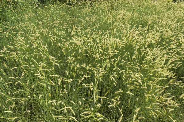 Pradera con viento — Foto de Stock