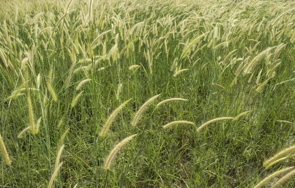 Pradera con viento — Foto de Stock