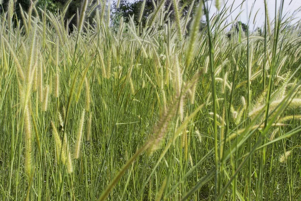 Meadow with wind — Stock Photo, Image