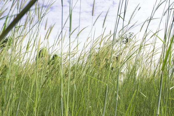 Pradera con viento —  Fotos de Stock