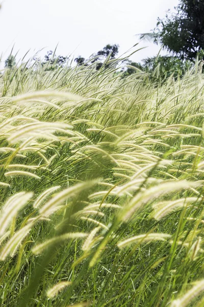 Pradera con viento —  Fotos de Stock