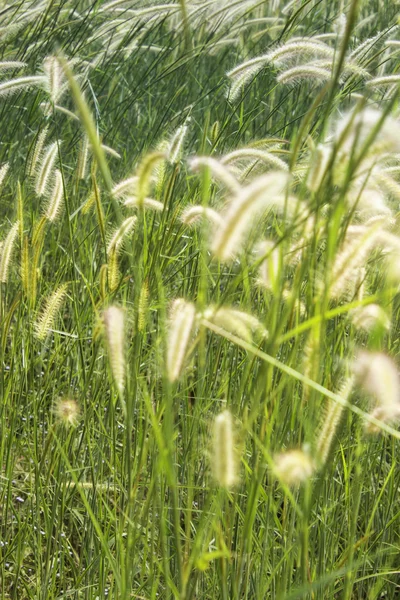 Wiese mit Wind — Stockfoto